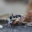 jak pozbyć się mrówek z domu