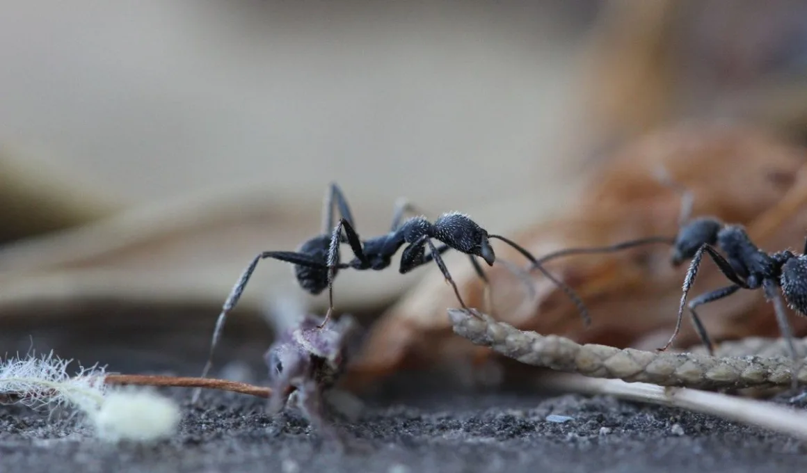 jak pozbyć się mrówek z domu