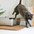 jak usunąć zapach moczu kota